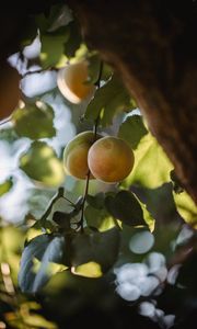 Preview wallpaper apricots, fruit, yellow, branch, leaves