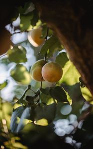 Preview wallpaper apricots, fruit, yellow, branch, leaves