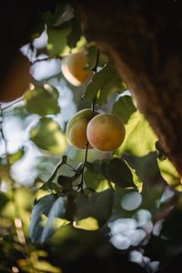 Preview wallpaper apricots, fruit, yellow, branch, leaves