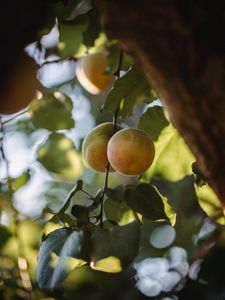 Preview wallpaper apricots, fruit, yellow, branch, leaves