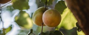 Preview wallpaper apricots, fruit, yellow, branch, leaves