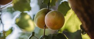 Preview wallpaper apricots, fruit, yellow, branch, leaves