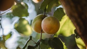 Preview wallpaper apricots, fruit, yellow, branch, leaves