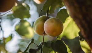 Preview wallpaper apricots, fruit, yellow, branch, leaves