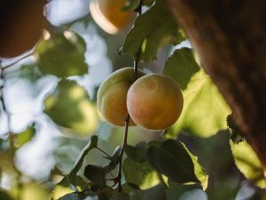 Preview wallpaper apricots, fruit, yellow, branch, leaves