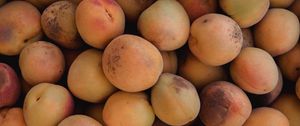 Preview wallpaper apricots, fruit, yellow, ripe