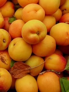 Preview wallpaper apricots, fruit, yellow, ripe, summer