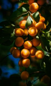 Preview wallpaper apricots, fruits, branch