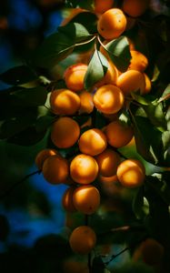 Preview wallpaper apricots, fruits, branch