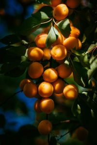 Preview wallpaper apricots, fruits, branch