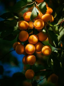 Preview wallpaper apricots, fruits, branch