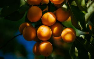 Preview wallpaper apricots, fruits, branch