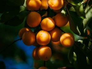 Preview wallpaper apricots, fruits, branch