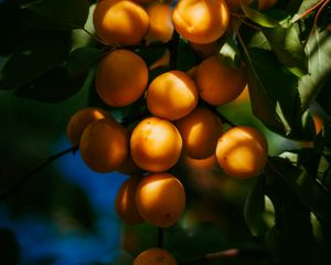 Preview wallpaper apricots, fruits, branch