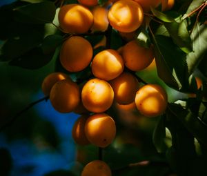 Preview wallpaper apricots, fruits, branch