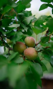 Preview wallpaper apricots, fruits, branch, leaves