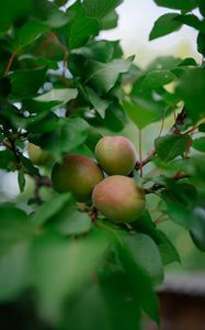 Preview wallpaper apricots, fruits, branch, leaves