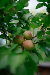 Preview wallpaper apricots, fruits, branch, leaves