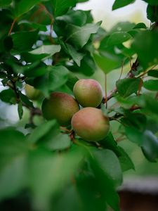 Preview wallpaper apricots, fruits, branch, leaves