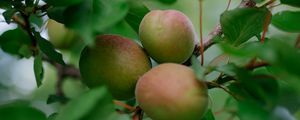 Preview wallpaper apricots, fruits, branch, leaves