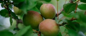 Preview wallpaper apricots, fruits, branch, leaves