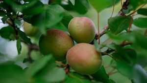 Preview wallpaper apricots, fruits, branch, leaves