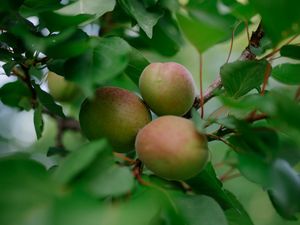 Preview wallpaper apricots, fruits, branch, leaves