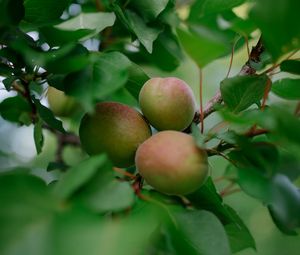 Preview wallpaper apricots, fruits, branch, leaves