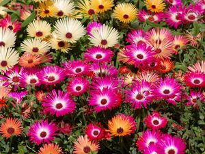 Preview wallpaper aptenii, flower, flowerbed, bright, colorful