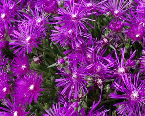 Preview wallpaper aptenii, flowers, purple, flowerbed