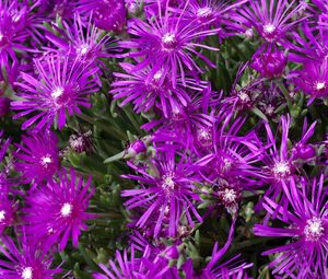 Preview wallpaper aptenii, flowers, purple, flowerbed