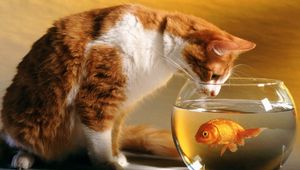 Preview wallpaper aquarium, cat, curiosity, hunting