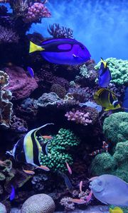 Preview wallpaper aquarium, fish, algae, reef