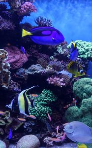 Preview wallpaper aquarium, fish, algae, reef