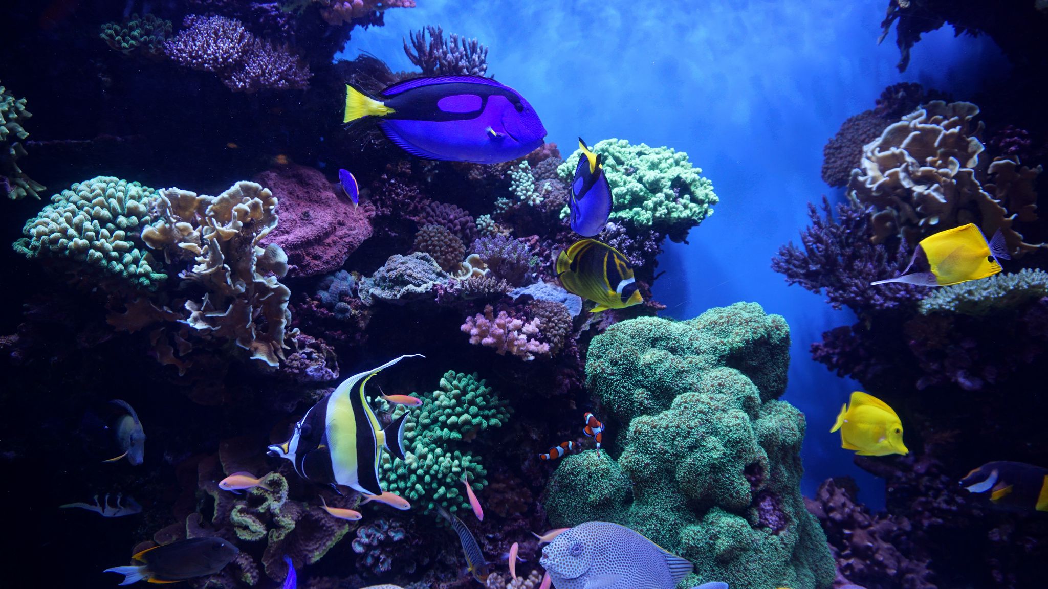 Download wallpaper 2048x1152 aquarium, fish, algae, reef ultrawide ...