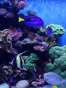 Aquarium old mobile, cell phone, smartphone wallpapers hd, desktop  backgrounds 240x320, images and pictures
