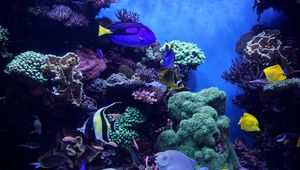 Preview wallpaper aquarium, fish, algae, reef