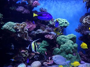 Preview wallpaper aquarium, fish, algae, reef