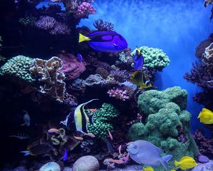 Preview wallpaper aquarium, fish, algae, reef