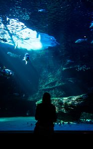 Preview wallpaper aquarium, fish, silhouette, dark, underwater world