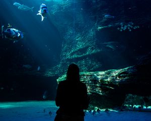 Preview wallpaper aquarium, fish, silhouette, dark, underwater world