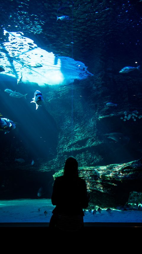 Download 480x854 aquarium, fish, silhouette, underwater world 630, sony ericsson xperia hd background