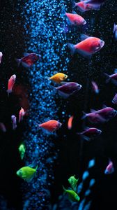 Preview wallpaper aquarium, fish, water, bubbles