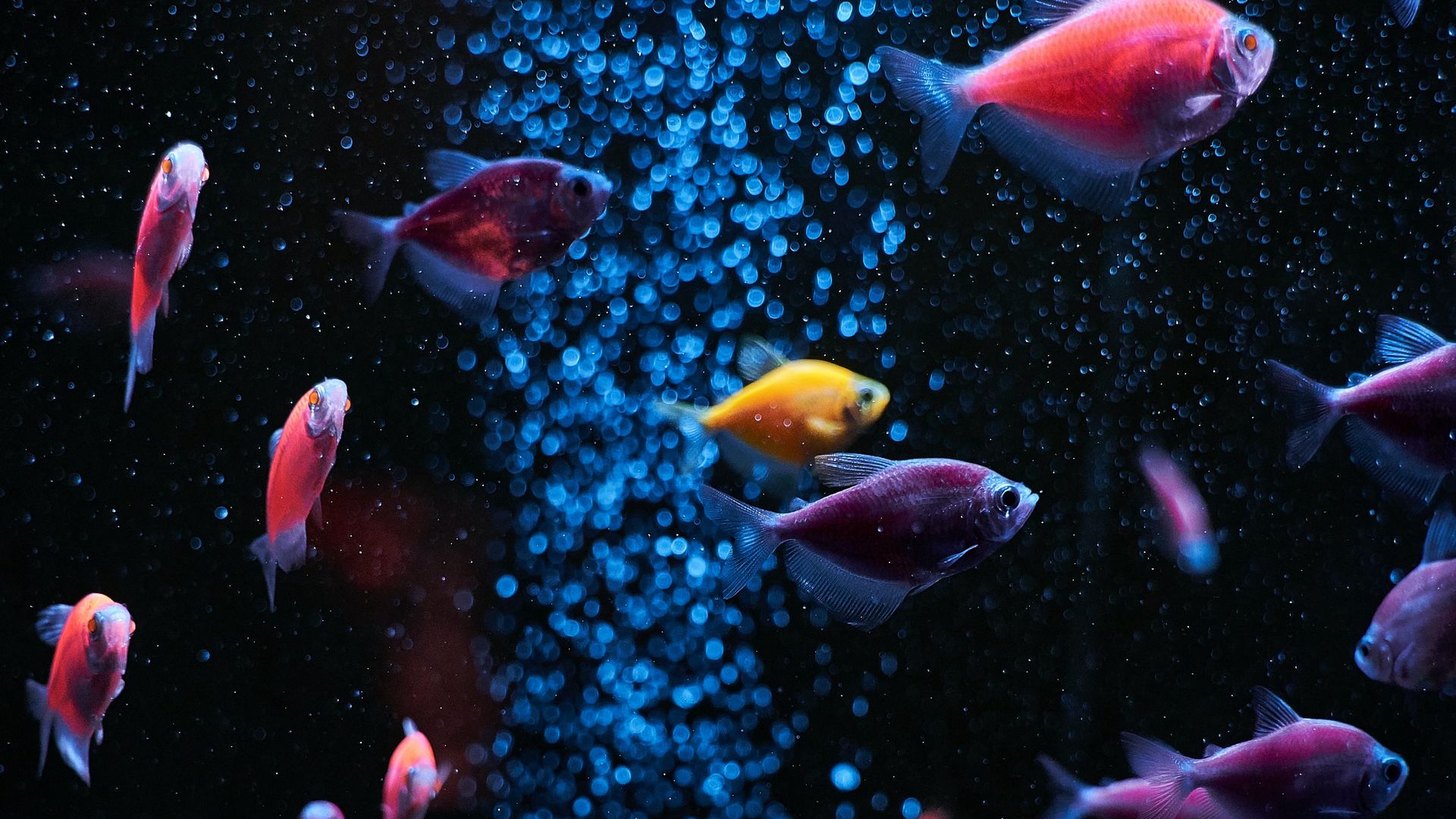 Download wallpaper 1920x1080 aquarium, fish, water, bubbles full hd, hdtv,  fhd, 1080p hd background