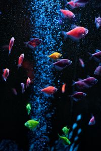 fish tank wallpaper for iphone