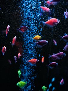 Aquarium old mobile, cell phone, smartphone wallpapers hd, desktop  backgrounds 240x320, images and pictures