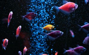 Preview wallpaper aquarium, fish, water, bubbles