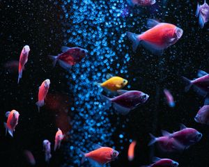 Preview wallpaper aquarium, fish, water, bubbles