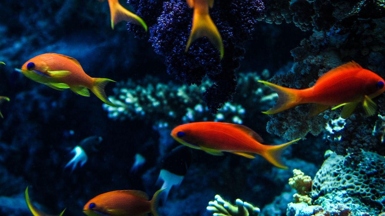 Wallpaper aquarium, fish, water, corals