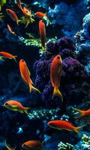 Preview wallpaper aquarium, fish, water, corals